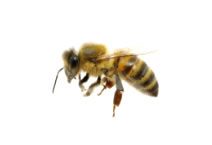 Bees - Stinging Insects