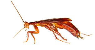 cockroach control