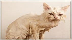 Flea Treatment for Cats