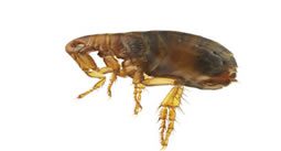 Flea Pest Control