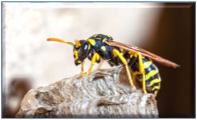 Paper Wasps - Stinging Insects