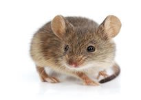 Rats