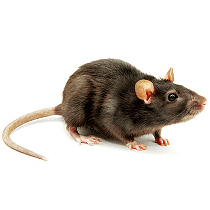 rats
