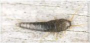 silverfish