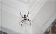 spiders image
