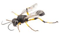Mud Wasp - Stinging Insects