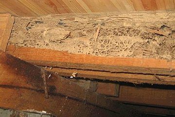 damage caused by white ants termites termite damage