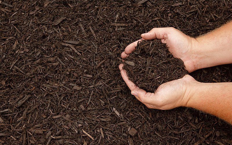 Right Mulch for Termite Prevention