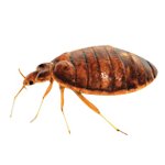 bed bugs 1 image