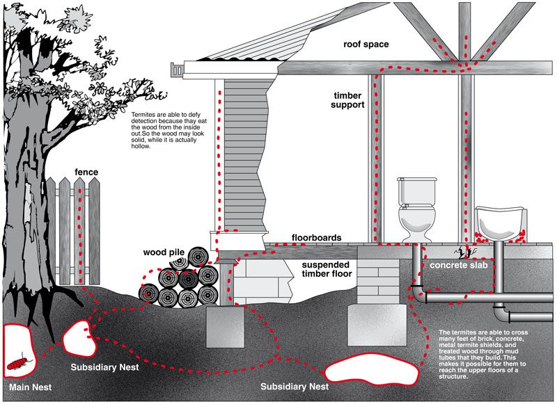 Termite infestation diagram termite control information image