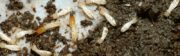termites 1 image