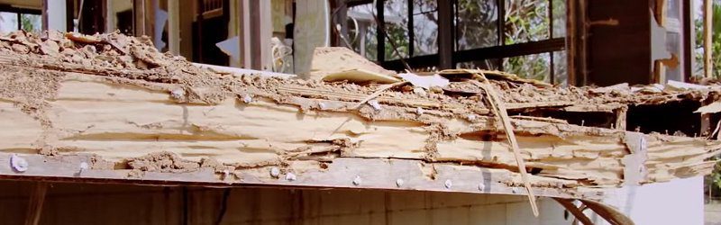 termite damage to home termite damage image