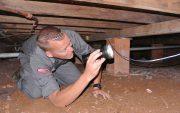 how much does pest control cost image