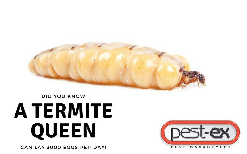 Queen Termites