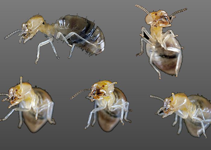 Worker Termites