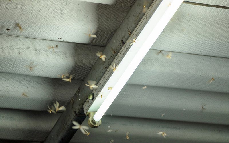Winged Swarmer Termites