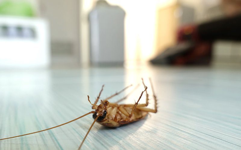 Cockroaches