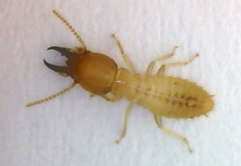 Coptotermes acinaciformis