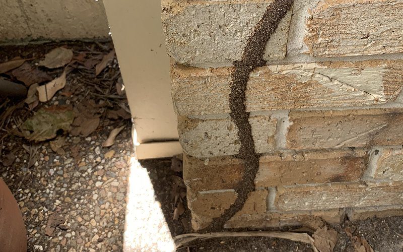Termite mud trails