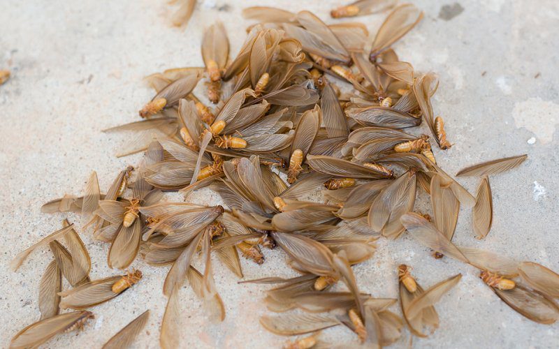 Flying termites