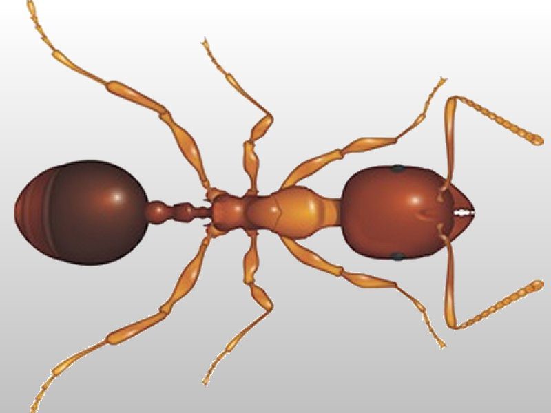Funnel Ants