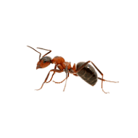 ants e1649716791995 image