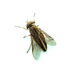 Biting Insects