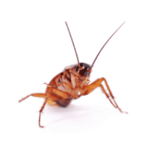 Cockroaches