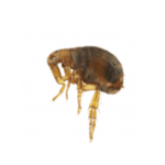 Fleas