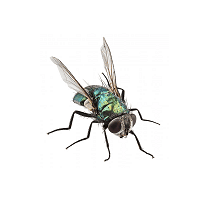 Flies