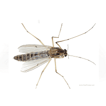 Midges