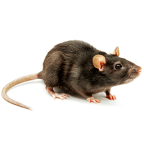 Rats
