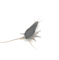 Silverfish