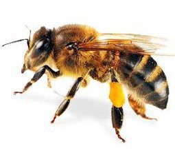 bee control Bee Pest Control