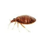 Bed Bugs