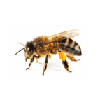 bees
