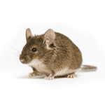 Mice