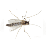 Midges