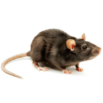 Rats