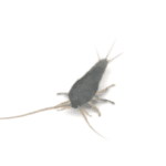 Silverfish