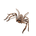 spider species