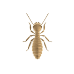 Termites